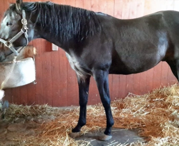 Реальные фото Factor Sport 14, ф.31