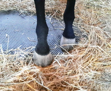 Реальные фото Factor Sport 14, ф.33