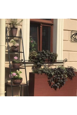 акая цветочница из нашей доски ДПК появилась на улице Интернациональной в Минске (старый город).