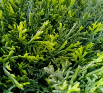 Искусственная туя шар 55 см 1